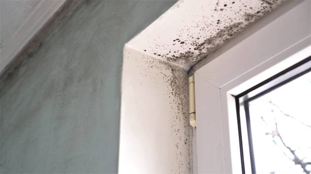 Professional Mold Remediation in Redfield, SD