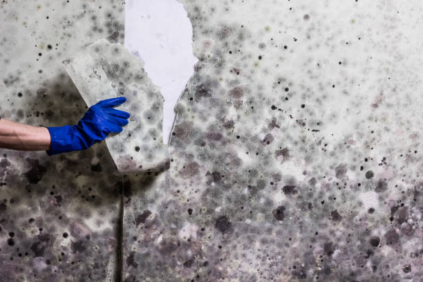 Best Attic Mold Remediation in Redfield, SD