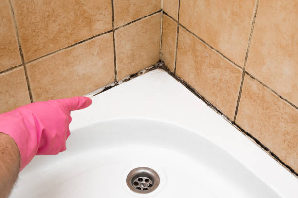Best Post-Flood Mold Remediation in Redfield, SD